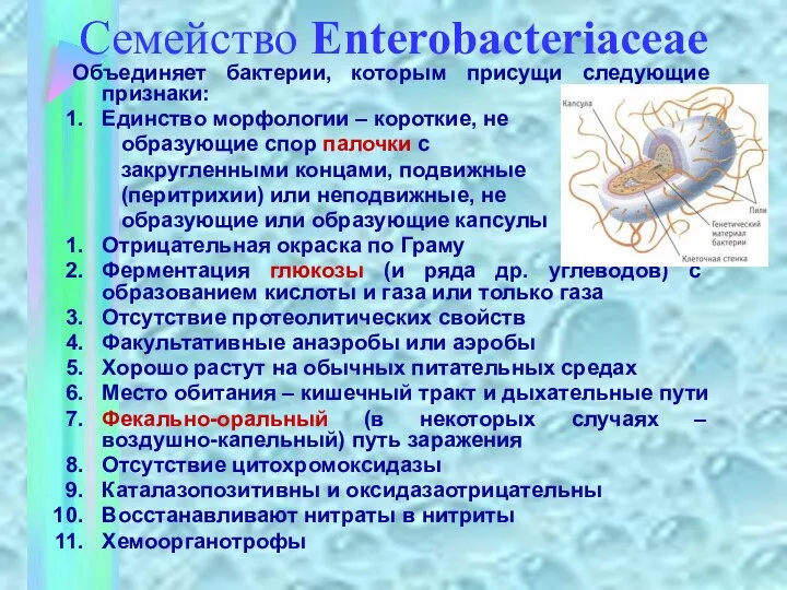 Семейство Enterobacteriaceae Объединяет бактерии, которым присущи следующие признаки: Единство морфологии –