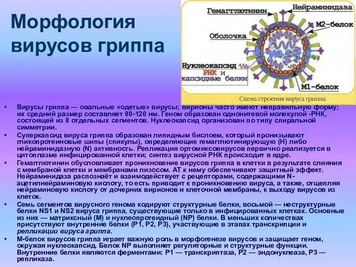 Морфология вирусов гриппа Вирусы гриппа — овальные «одетые» вирусы; вирионы часто