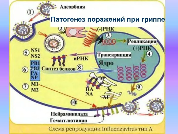 Патогенез поражений при гриппе