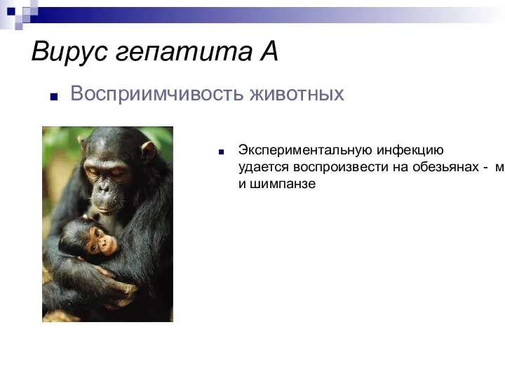 Экспериментальную инфекцию удается воспроизвести на обезьянах - мармозетах и шимпанзе Восприимчивость животных Вирус гепатита А