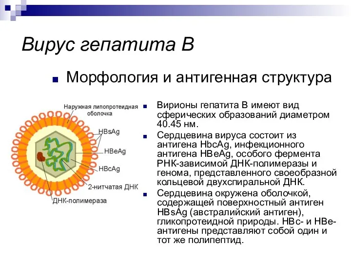 Морфология и антигенная структура Вирус гепатита В Вирионы гепатита В имеют