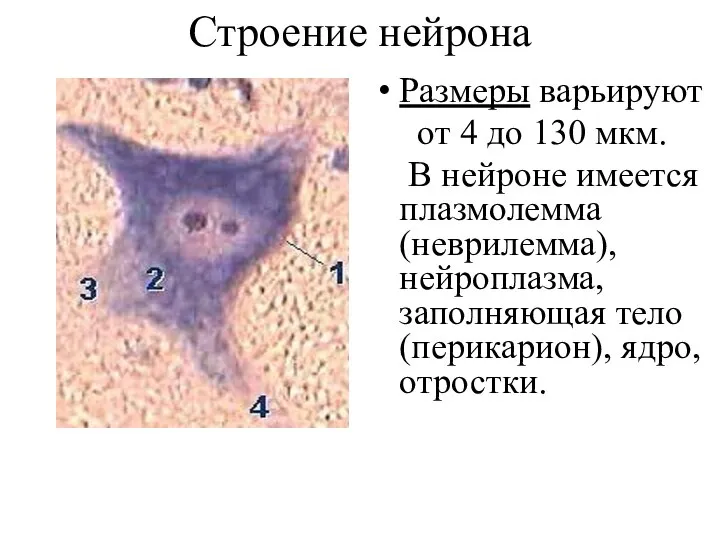 Строение нейрона Размеры варьируют от 4 до 130 мкм. В нейроне