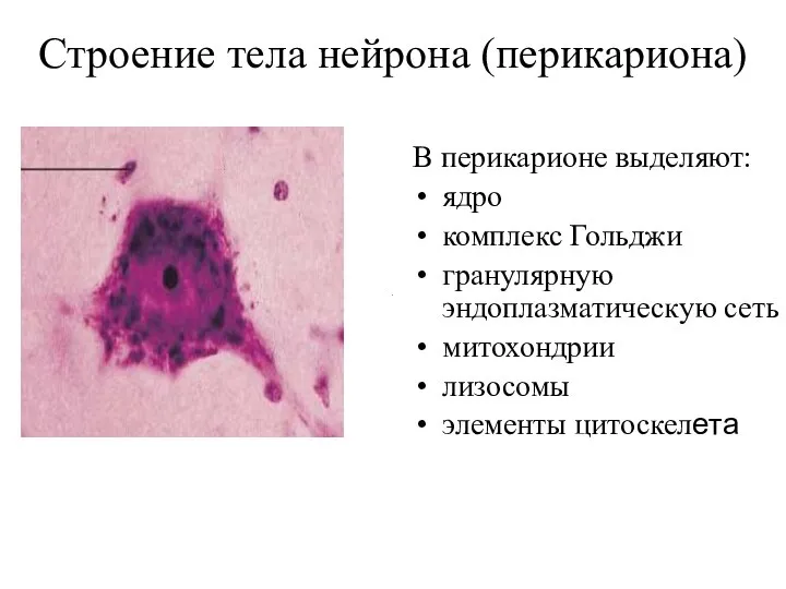 Строение тела нейрона (перикариона) В перикарионе выделяют: ядро комплекс Гольджи гранулярную