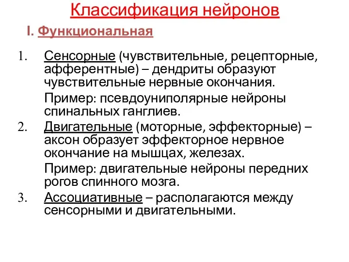 Классификация нейронов Сенсорные (чувствительные, рецепторные, афферентные) – дендриты образуют чувствительные нервные