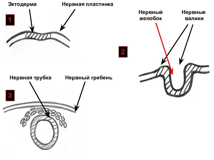 Эктодерма Нервная пластинка Нервные валики Нервный желобок Нервная трубка Нервный гребень 1 2 3
