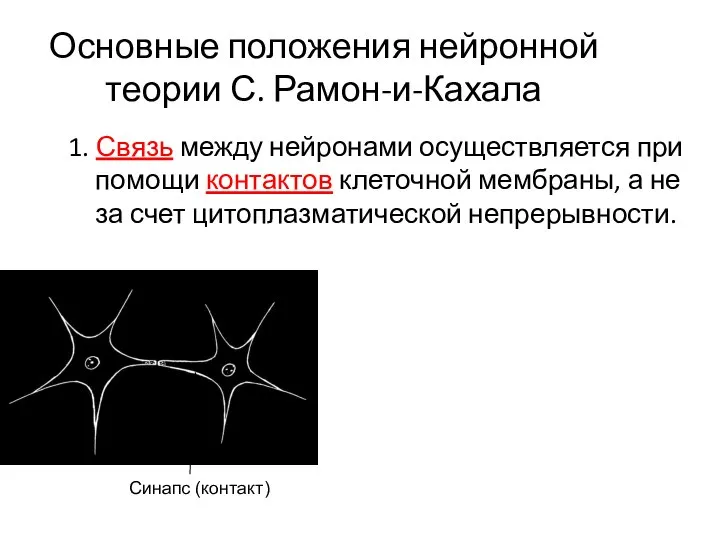 Основные положения нейронной теории С. Рамон-и-Кахала 1. Связь между нейронами осуществляется