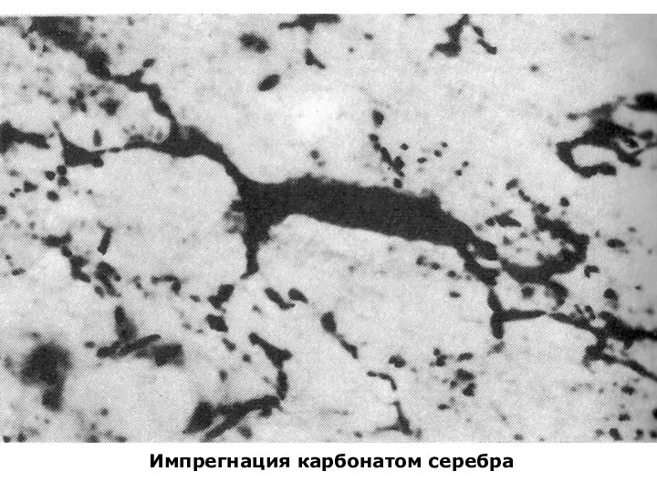 Импрегнация карбонатом серебра