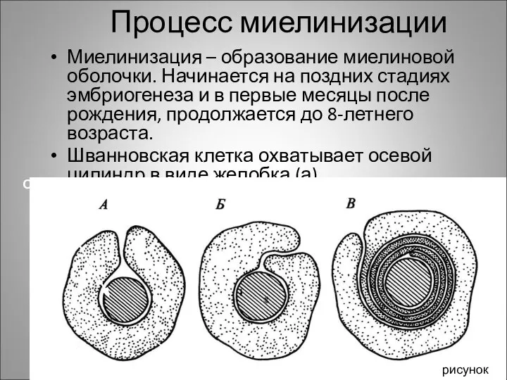 Процесс миелинизации Миелинизация – образование миелиновой оболочки. Начинается на поздних стадиях