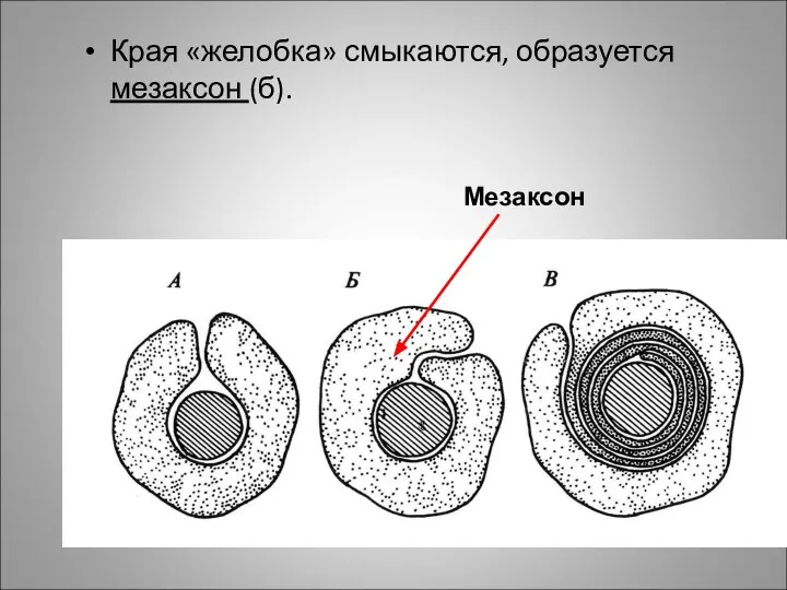 Края «желобка» смыкаются, образуется мезаксон (б). Мезаксон