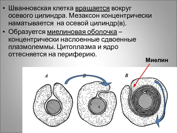 Шванновская клетка вращается вокруг осевого цилиндра. Мезаксон концентрически наматывается на осевой