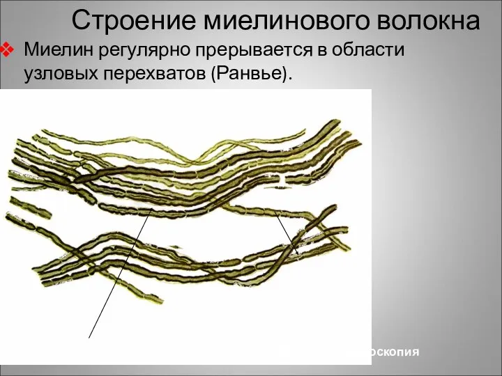 Строение миелинового волокна Миелин регулярно прерывается в области узловых перехватов (Ранвье). Световая микроскопия