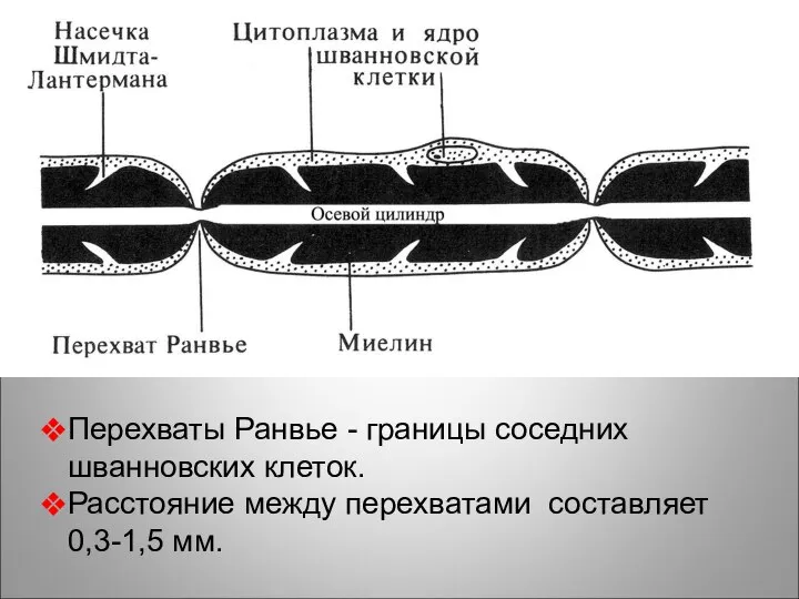 Перехваты Ранвье - границы соседних шванновских клеток. Расстояние между перехватами составляет 0,3-1,5 мм. рисунок