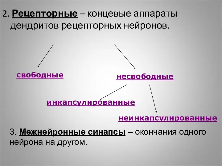 2. Рецепторные – концевые аппараты дендритов рецепторных нейронов. свободные несвободные инкапсулированные