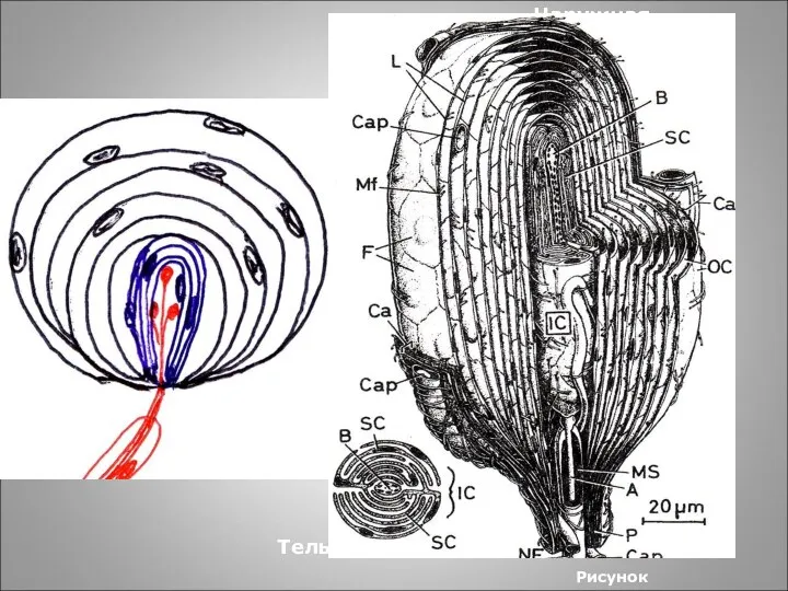 Тельце Фатера-Пачини Рисунок Осевой цилиндр Наружная капсула Внутренняя капсула