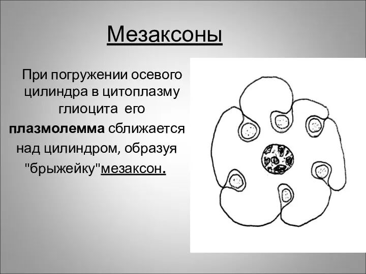 Мезаксоны При погружении осевого цилиндра в цитоплазму глиоцита его плазмолемма сближается над цилиндром, образуя "брыжейку"мезаксон.