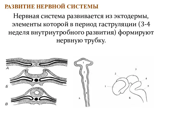 Нервная система развивается из эктодермы, элементы которой в период гаструляции (3-4