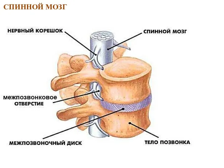 СПИННОЙ МОЗГ