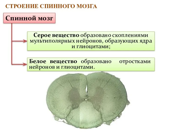 Серое вещество образовано скоплениями мультиполярных нейронов, образующих ядра и глиоцитами; Белое