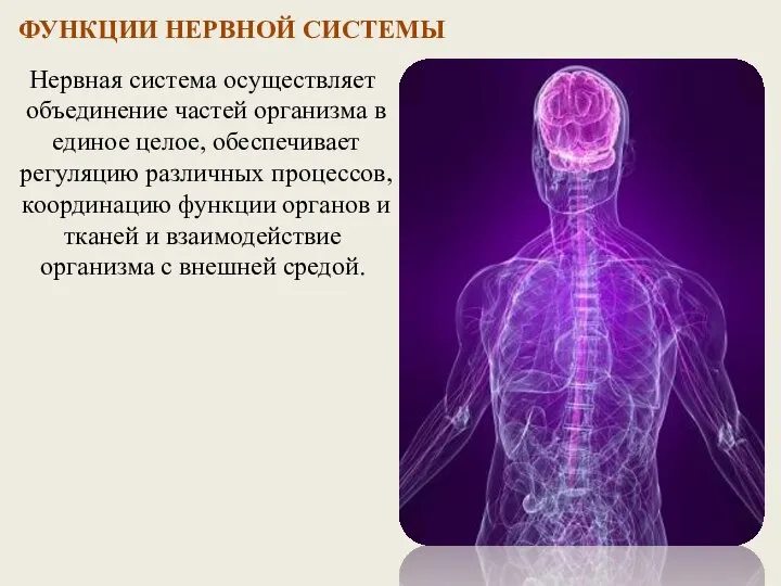 ФУНКЦИИ НЕРВНОЙ СИСТЕМЫ Нервная система осуществляет объединение частей организма в единое