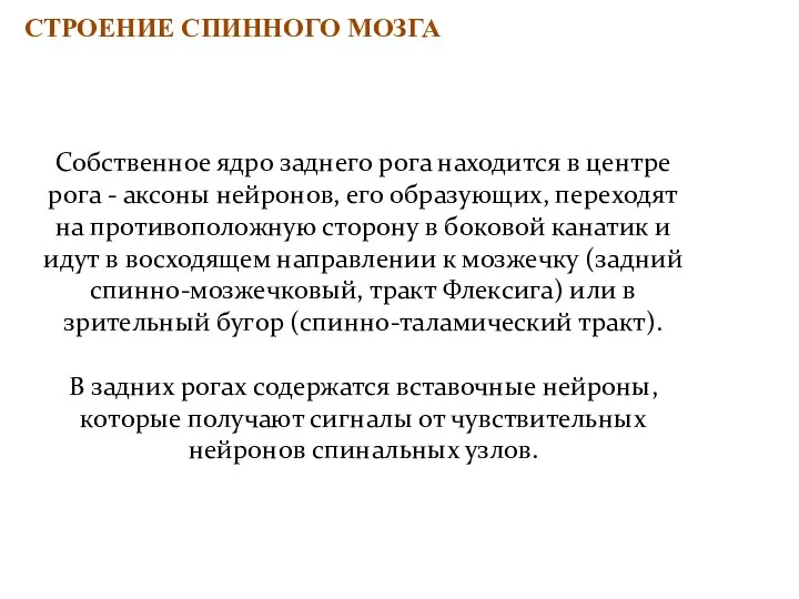 СТРОЕНИЕ СПИННОГО МОЗГА Собственное ядро заднего рога находится в центре рога