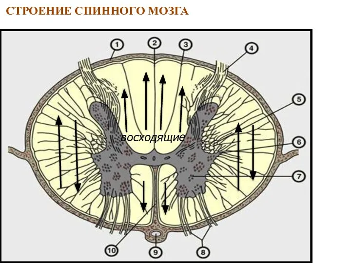 СТРОЕНИЕ СПИННОГО МОЗГА