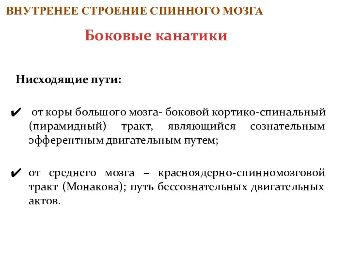 Нисходящие пути: от коры большого мозга- боковой кортико-спинальный (пирамидный) тракт, являющийся