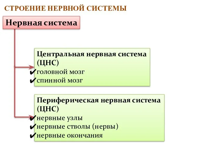 СТРОЕНИЕ НЕРВНОЙ СИСТЕМЫ Центральная нервная система (ЦНС) головной мозг спинной мозг