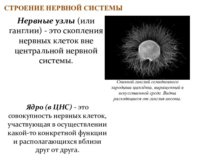 СТРОЕНИЕ НЕРВНОЙ СИСТЕМЫ Нервные узлы (или ганглии) - это скопления нервных