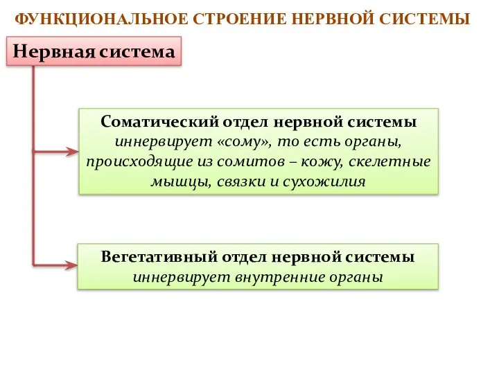 ФУНКЦИОНАЛЬНОЕ СТРОЕНИЕ НЕРВНОЙ СИСТЕМЫ Соматический отдел нервной системы иннервирует «сому», то