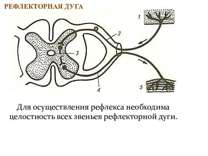 Для осуществления рефлекса необходима целостность всех звеньев рефлекторной дуги. РЕФЛЕКТОРНАЯ ДУГА