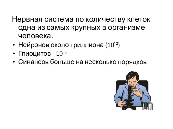 Нервная система по количеству клеток одна из самых крупных в организме