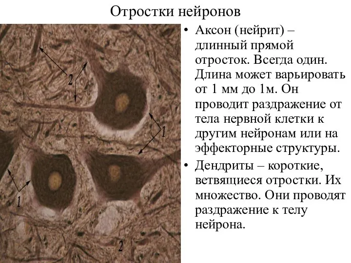 Отростки нейронов Аксон (нейрит) – длинный прямой отросток. Всегда один. Длина