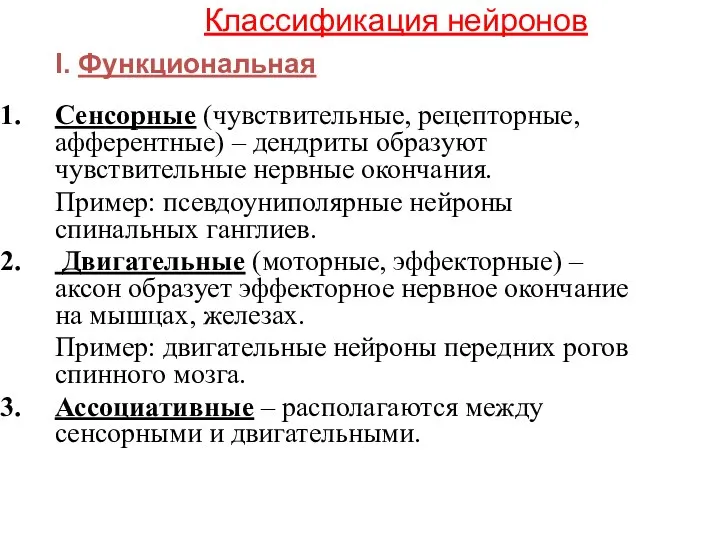 Классификация нейронов Сенсорные (чувствительные, рецепторные, афферентные) – дендриты образуют чувствительные нервные