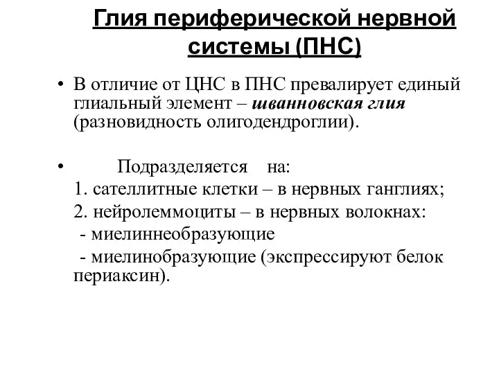 Глия периферической нервной системы (ПНС) В отличие от ЦНС в ПНС