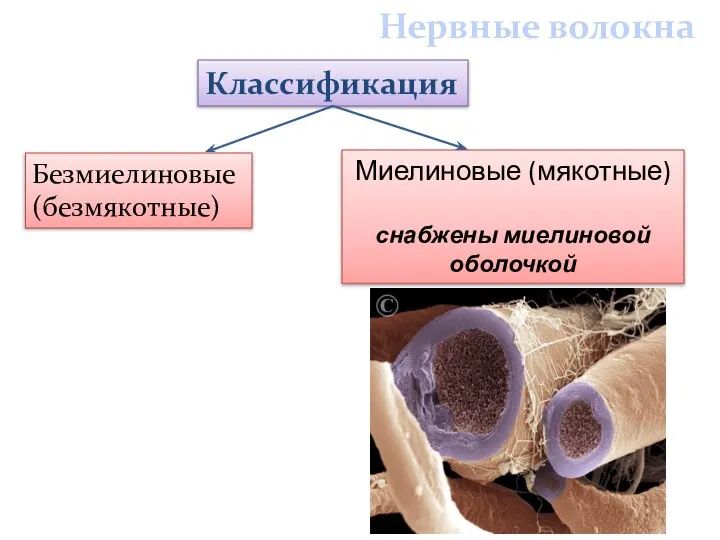 Классификация Безмиелиновые (безмякотные) Миелиновые (мякотные) снабжены миелиновой оболочкой Нервные волокна