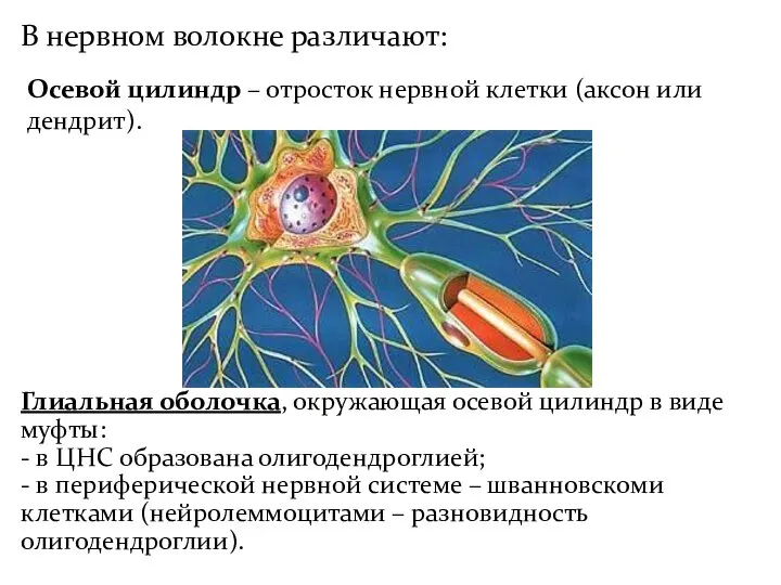 В нервном волокне различают: Осевой цилиндр – отросток нервной клетки (аксон