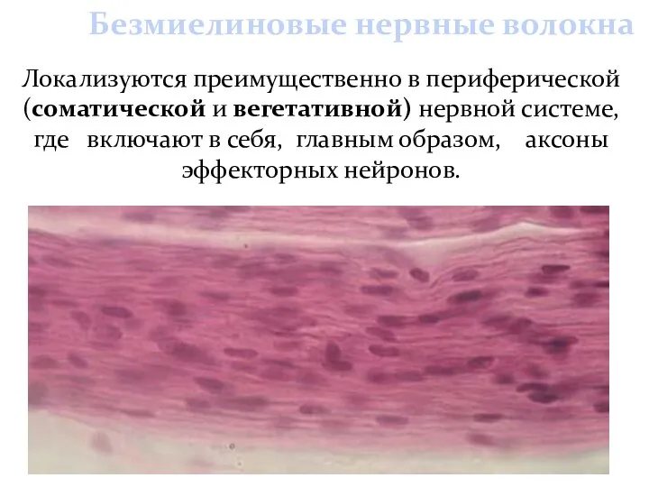 Локализуются преимущественно в периферической (соматической и вегетативной) нервной системе, где включают