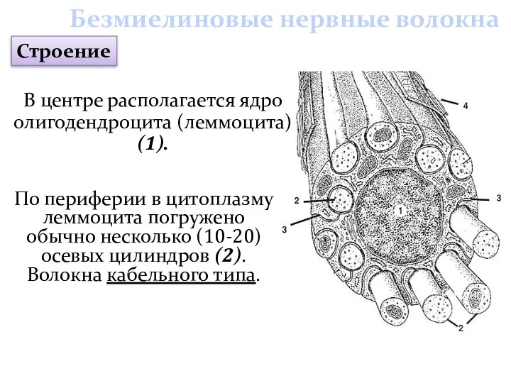 По периферии в цитоплазму леммоцита погружено обычно несколько (10-20) осевых цилиндров