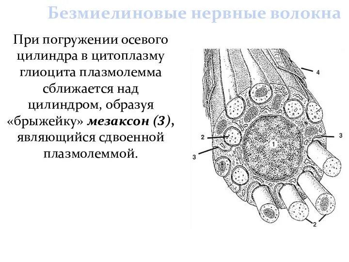 При погружении осевого цилиндра в цитоплазму глиоцита плазмолемма сближается над цилиндром,