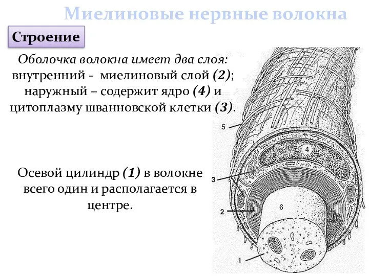 Оболочка волокна имеет два слоя: внутренний - миелиновый слой (2); наружный