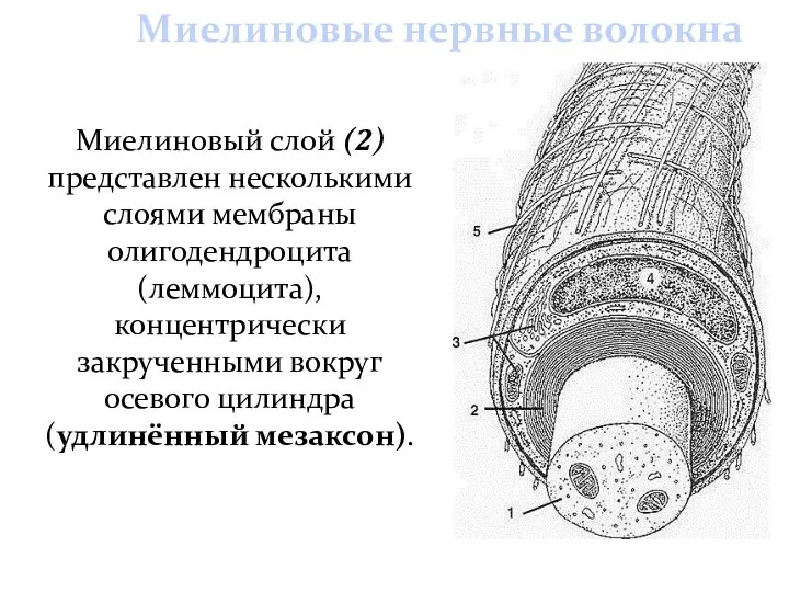 Миелиновый слой (2) представлен несколькими слоями мембраны олигодендроцита (леммоцита), концентрически закрученными