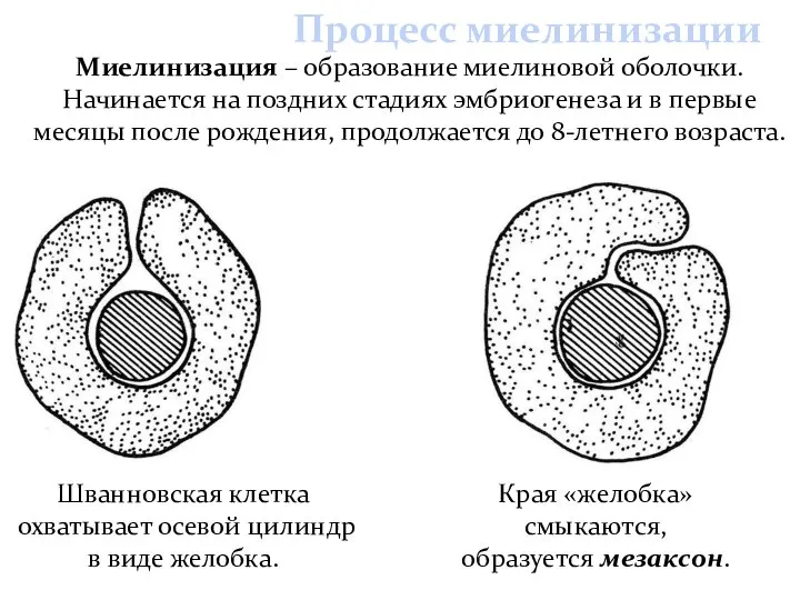 Миелинизация – образование миелиновой оболочки. Начинается на поздних стадиях эмбриогенеза и