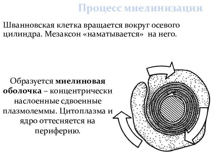 Шванновская клетка вращается вокруг осевого цилиндра. Мезаксон «наматывается» на него. Образуется