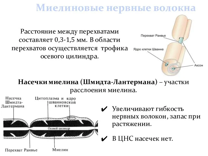 Миелиновые нервные волокна Увеличивают гибкость нервных волокон, запас при растяжении. В