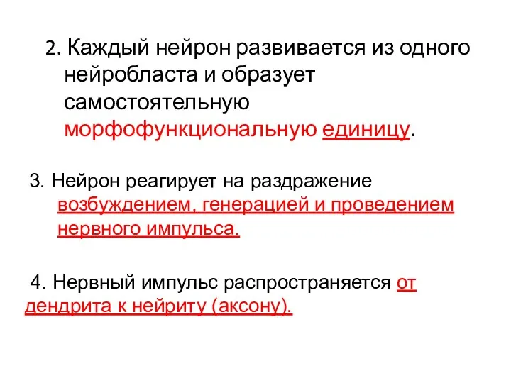 2. Каждый нейрон развивается из одного нейробласта и образует самостоятельную морфофункциональную