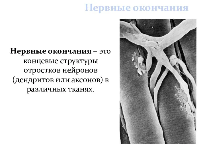 Нервные окончания Нервные окончания – это концевые структуры отростков нейронов (дендритов или аксонов) в различных тканях.