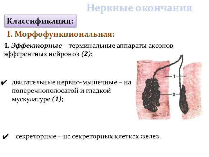 1. Эффекторные – терминальные аппараты аксонов эфферентных нейронов (2): Нервные окончания