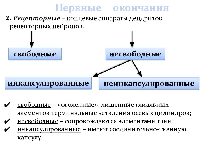 2. Рецепторные – концевые аппараты дендритов рецепторных нейронов. свободные – «оголенные»,