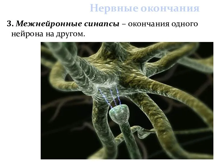 3. Межнейронные синапсы – окончания одного нейрона на другом. Нервные окончания