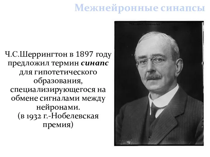 Межнейронные синапсы Ч.С.Шеррингтон в 1897 году предложил термин синапс для гипотетического